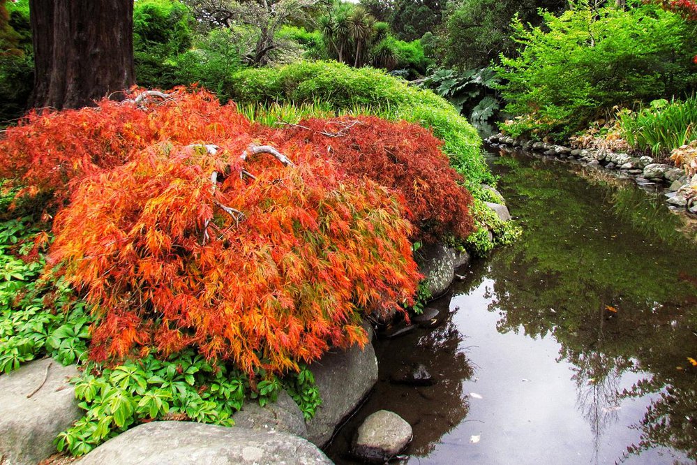 The Autumn Garden