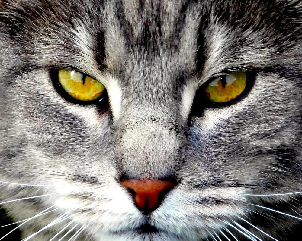 Charlie the Cat