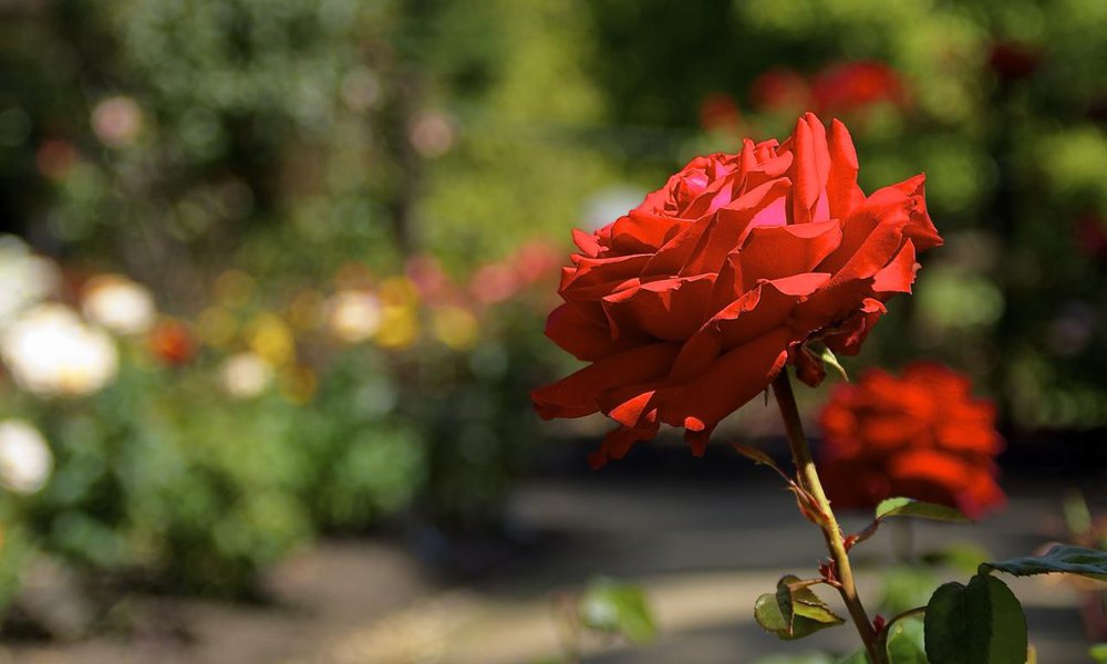 Red Rose