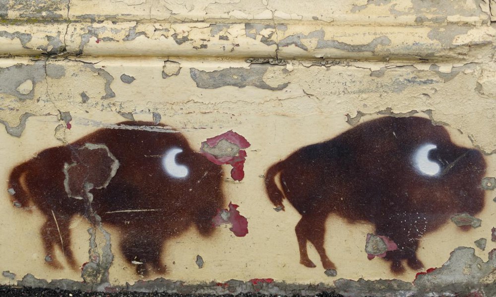 Bison