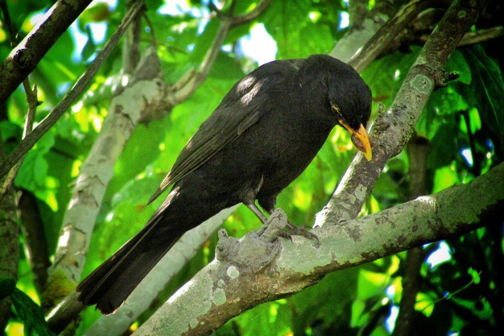 Blackbird in our tree.