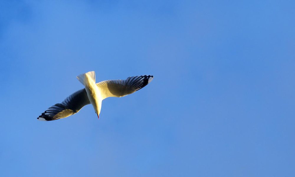 Fly away home