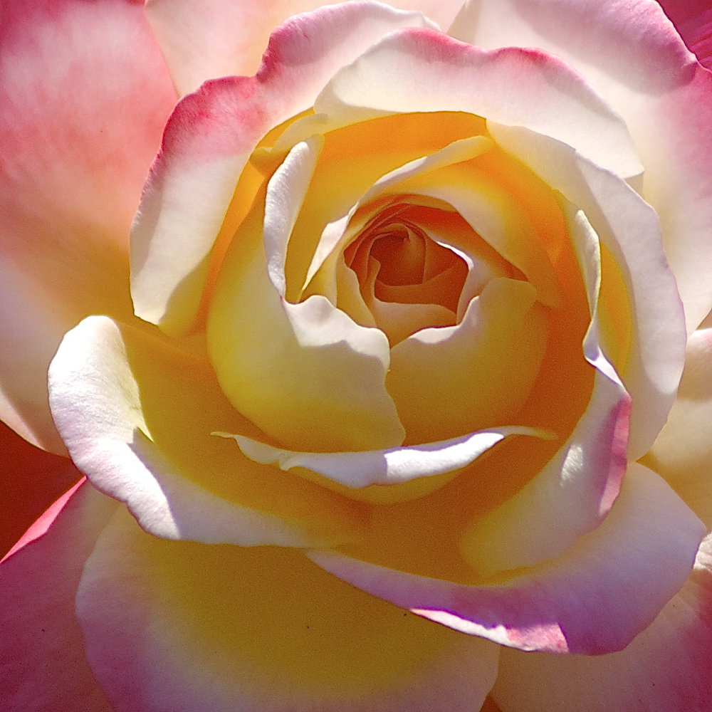 Heart of the Rose