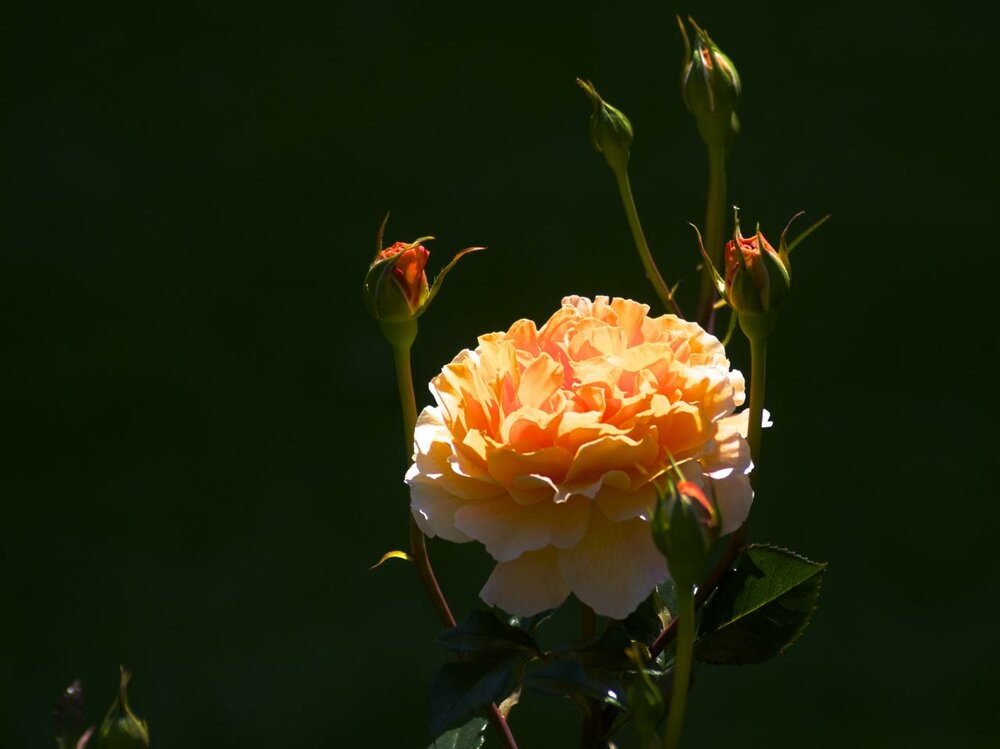 Beauty in the Sun