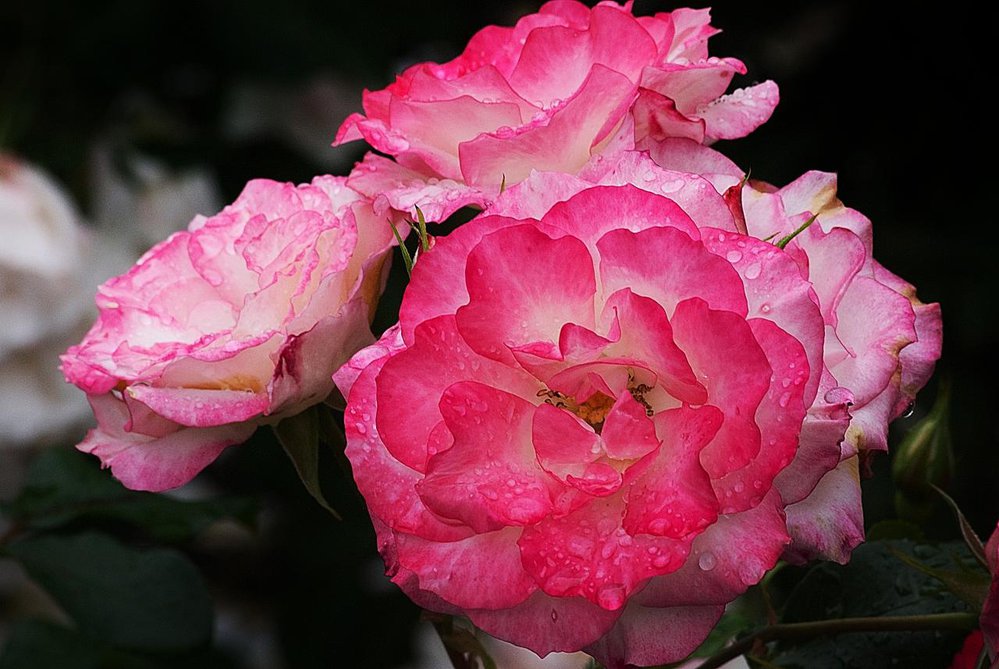 Roses after the rain
