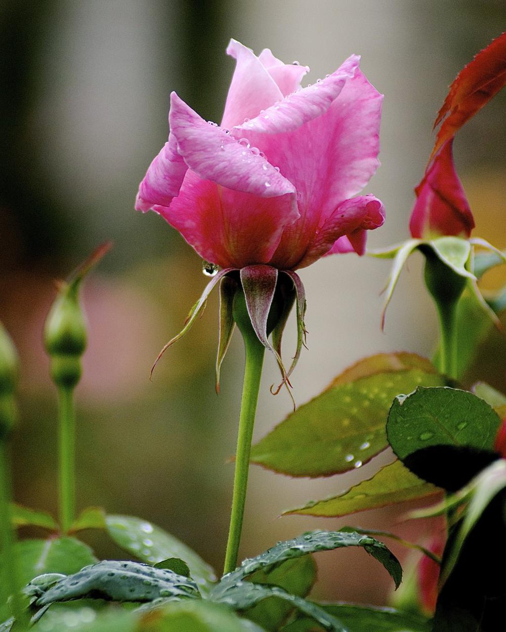 Rose - Aotearoa