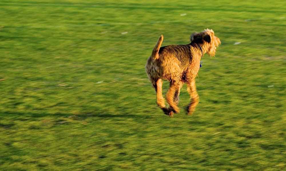 Running Dog