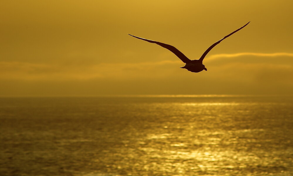 Graceful as outstreched wings