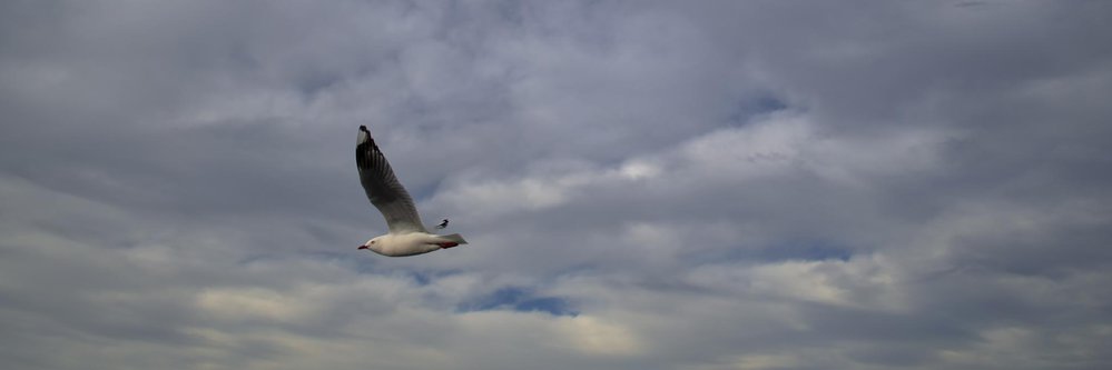 Flight