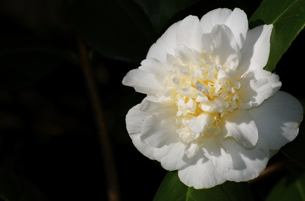 Camellia