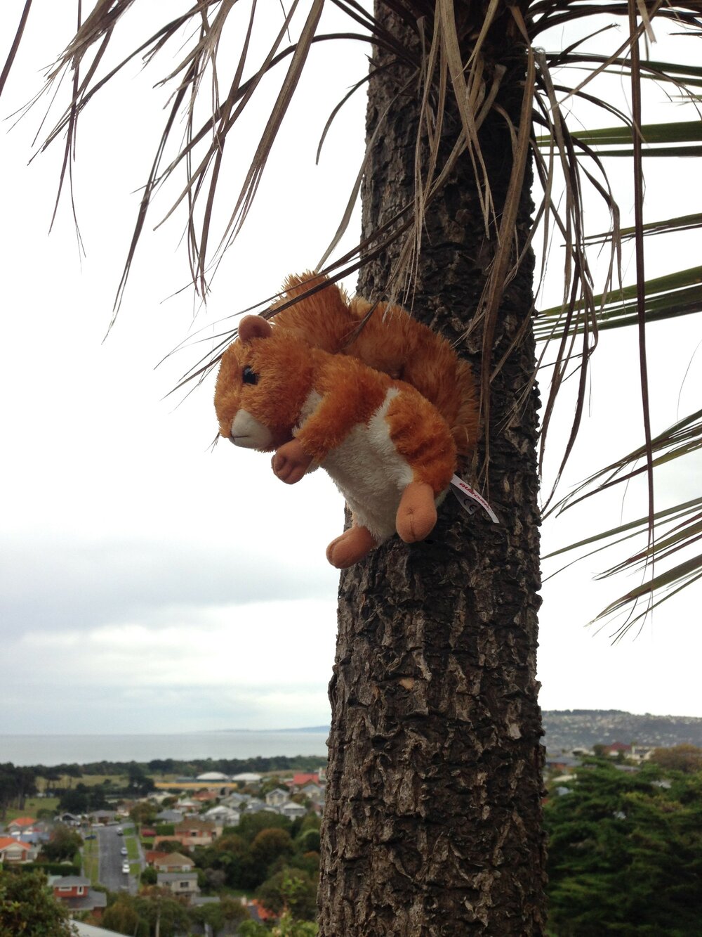 Images of COVID-19 experience in Dunedin, Otago