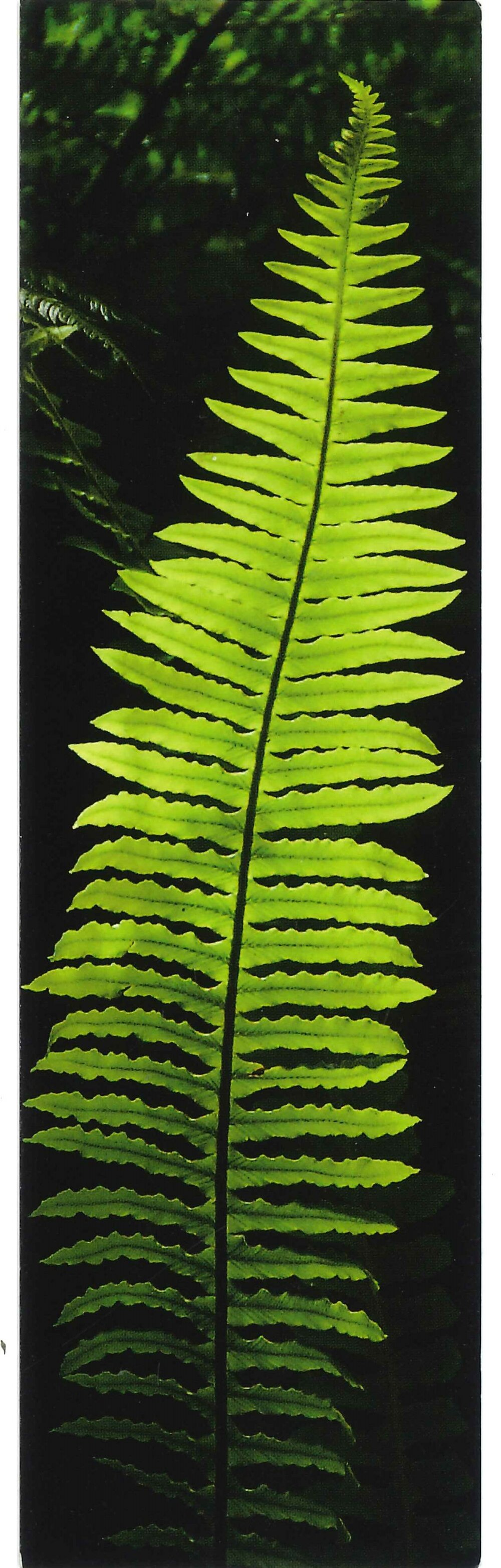 Mike Hamblyn Heritage Bookmark Collection