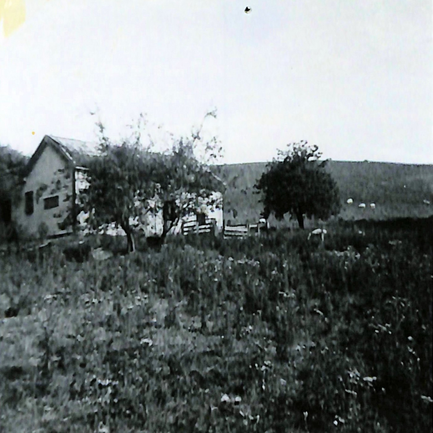 'Scenes of Early New Zealand' by Richard Langston