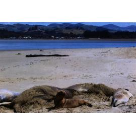 Sea Lions of Surat Bay and Pounawea.