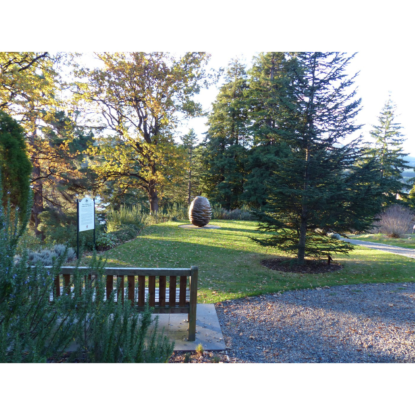 The Cedars of Lebanon Grove