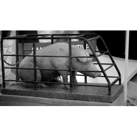Stop factory farming!