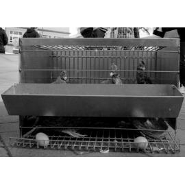 Stop factory farming!
