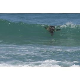 Sea lion close encounter 
