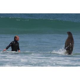 Sea lion close encounter 