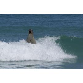 Sea lion close encounter 