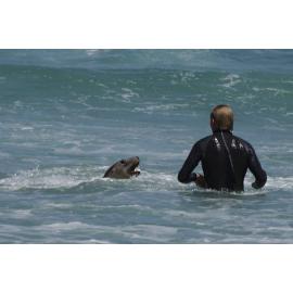 Sea lion close encounter 