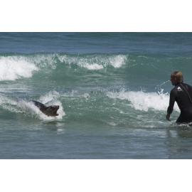 Sea lion close encounter 