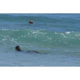 Sea lion close encounter 
