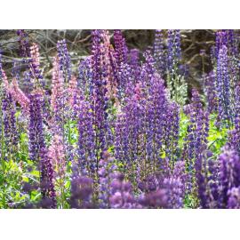 Lupins