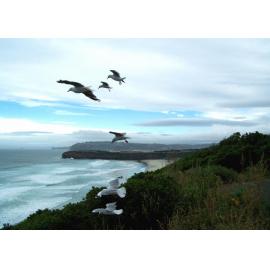 Seagulls over Tomahawk