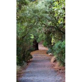 An Afternoon Walk