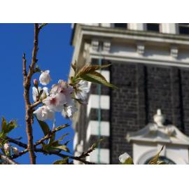 Clock Tower Blossom