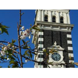 Clock Tower Blossom
