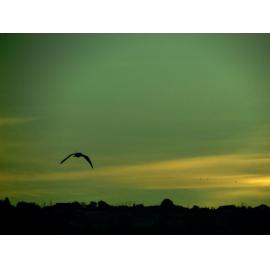 Golden Glow Silhouette Andersons Bay