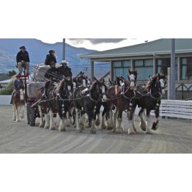 Clydesdale Horse Society of New Zealand