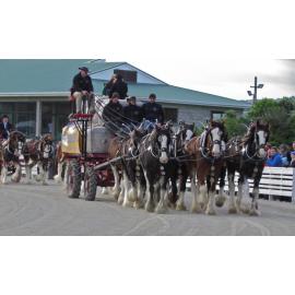 Clydesdale Horse Society of New Zealand