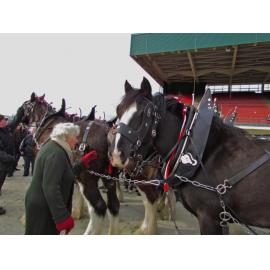 Clydesdale Horse Society of New Zealand