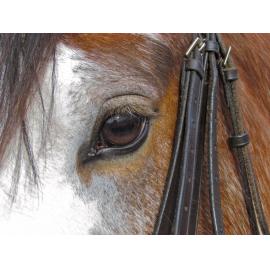 Clydesdale Horse Society of New Zealand