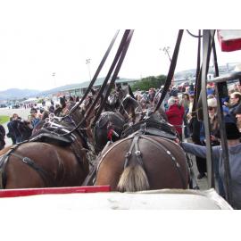 Clydesdale Horse Society of New Zealand