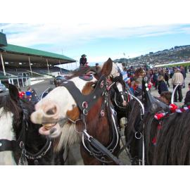 Clydesdale Horse Society of New Zealand