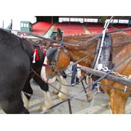 Clydesdale Horse Society of New Zealand