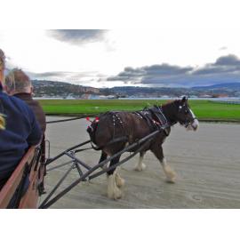 Clydesdale Horse Society of New Zealand