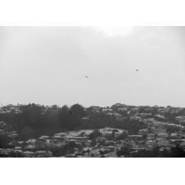Birds Fly over Anderson's Bay