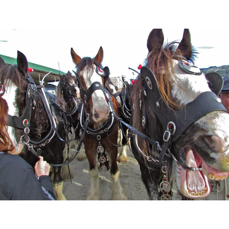 Clydesdale Horse Society of New Zealand Centenary Celebrations
