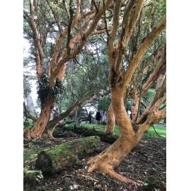 Southern Heritage Trust Member Visits: Larnach's Farm and Historic Lime Kilns