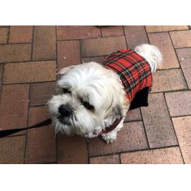 St Andrew's Day celebrations 2022