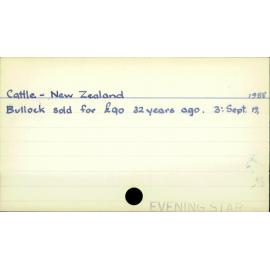 Cattle - New Zealand