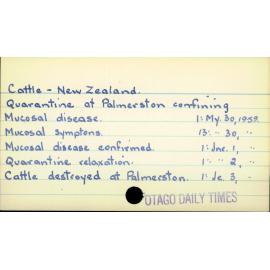 Cattle - New Zealand