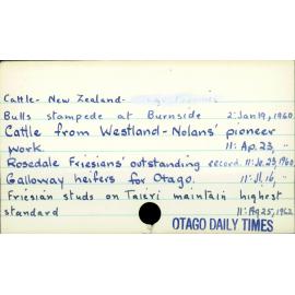 Cattle - New Zealand