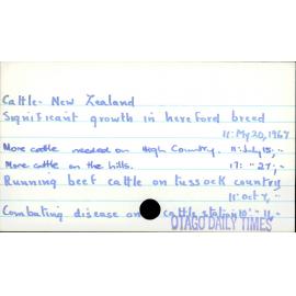 Cattle - New Zealand