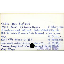 Cattle - New Zealand